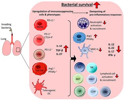 Target the Host, Kill the Bug; Targeting Host Respiratory Immunosuppressive Responses as a Novel Strategy to Improve Bacterial Clearance During Lung Infection